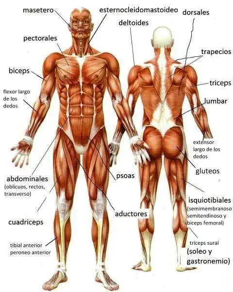 músculos del cuerpo