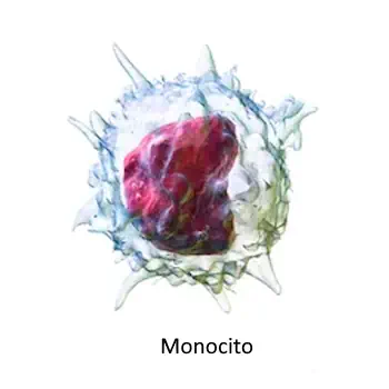 Monocito