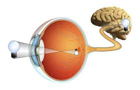 Fisiología de la visión