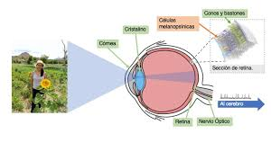 La formación de la imagen en el ojo