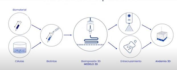 Modelo de bioimpresión 3D